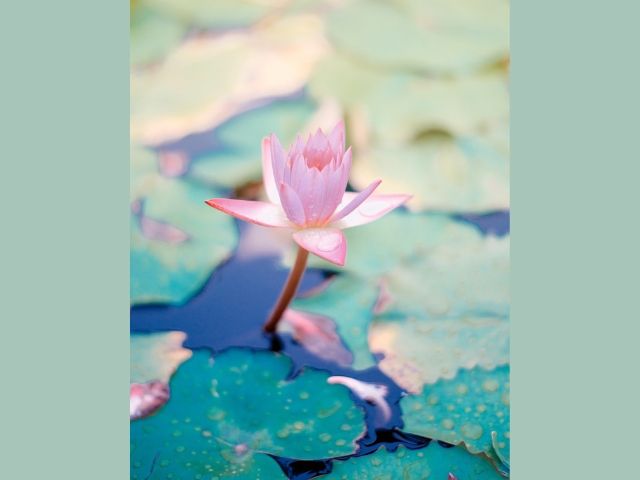 водна лилия с розов цвят - снимка