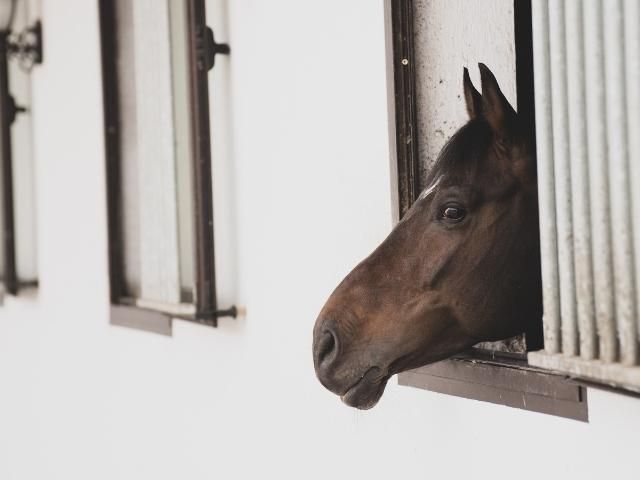 кон, който е подал главата си през прозореца на конюшна - снимка