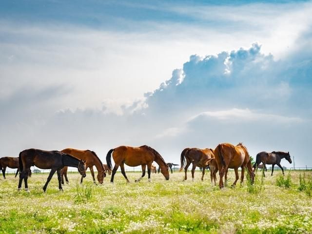 коне пасат на поляна - снимка